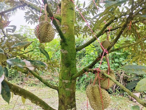 ผู้ผลิตเชือกเพื่อการเกษตร ราคาถูก